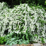 Mock Orange Shrub Live Plant in Pot, Philadelphus White Flower Tree Plants,1 Year Old Plant, Fragrant, No CA
