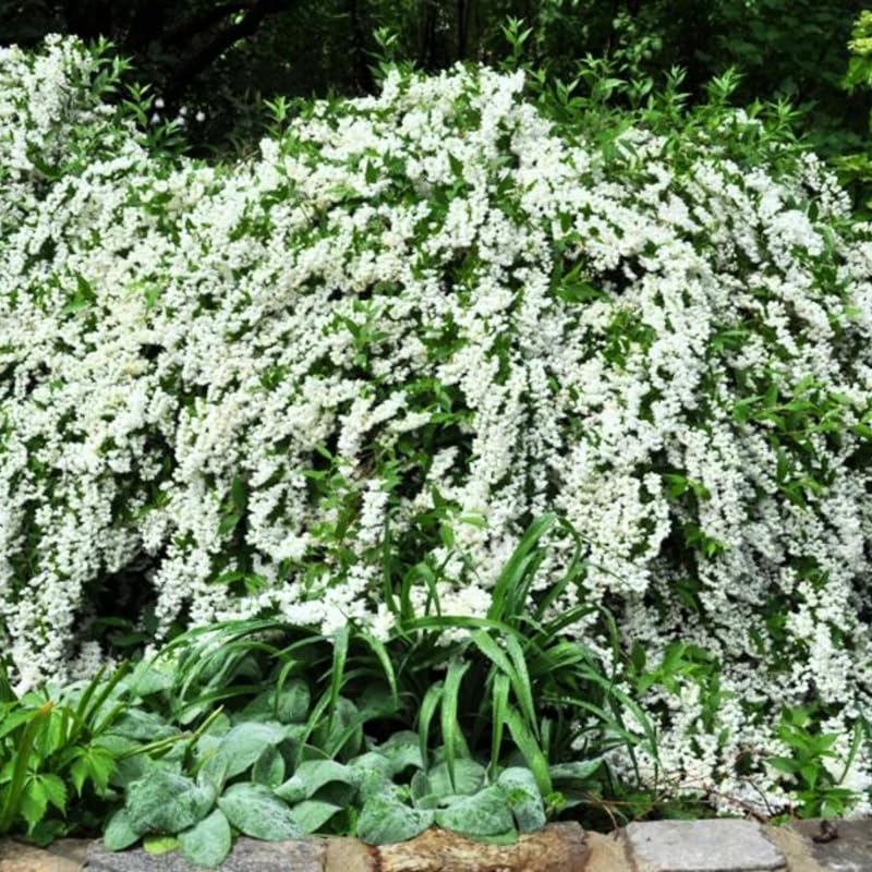 Mock Orange Shrub Live Plant in Pot, Philadelphus White Flower Tree Plants,1 Year Old Plant, Fragrant, No CA