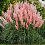 3 Pink Pampas Grass Plants Live, Live Pampas Grass Plant Ornamental Grass Plant Perennial, from 5 Inc to 8 Inc in Height