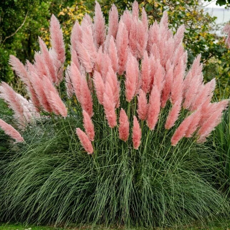 3 Pink Pampas Grass Plants Live, Live Pampas Grass Plant Ornamental Grass Plant Perennial, from 5 Inc to 8 Inc in Height