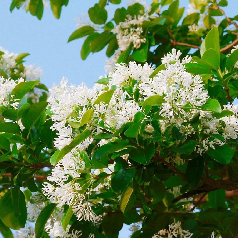 White Fringe Tree Live Plant 8-10 Inches Tall, in Quart Pot, White Fringe Plant Ornamental Shrub for Garden and Yard, Dormant in Winter
