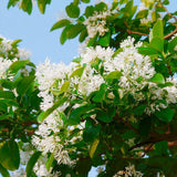 White Fringe Tree Live Plant 8-10 Inches Tall, in Quart Pot, White Fringe Plant Ornamental Shrub for Garden and Yard, Dormant in Winter