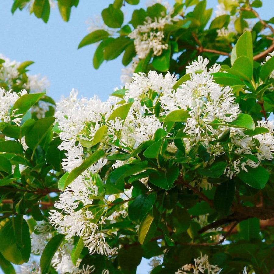 White Fringe Tree Live Plant 8-10 Inches Tall, in Quart Pot, White Fringe Plant Ornamental Shrub for Garden and Yard, Dormant in Winter