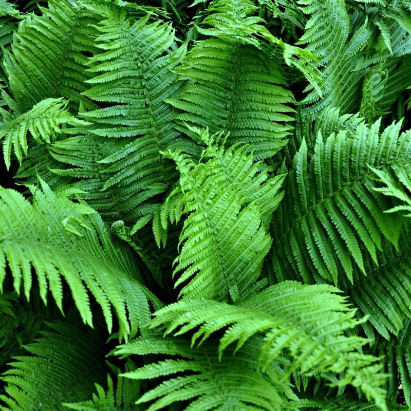 10 Fern Live Plants, Live Fern Plants, Lady Ferns Bare Roots, Fern Plant, Fern Starter Plant for Growing Indoor