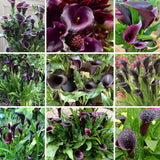 Set of 3 Black Calla Lily Bulbs for Planting, Ornamental Flower Bulbs for Garden Beds, Patio Pots, Flower Bulbs for Growing