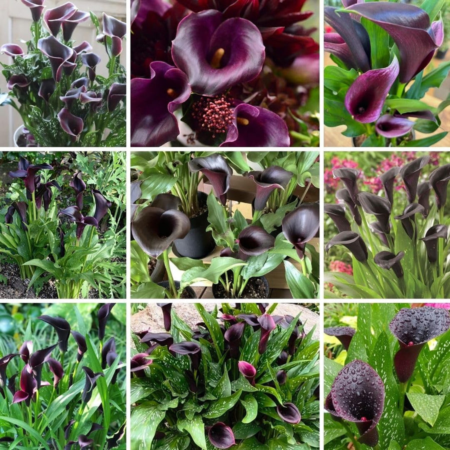 Set of 3 Black Calla Lily Bulbs for Planting, Ornamental Flower Bulbs for Garden Beds, Patio Pots, Flower Bulbs for Growing