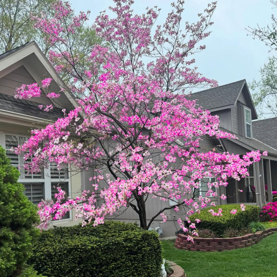 2 Pink Dogwood Trees Shrubs Bushes in 2.5 Inch Pot, Dogwood Trees Live Plants for Planting Outside, Flowering Dogwood Trees Plants Live for Outdoor Planting