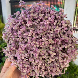 Pink Tradescantia Callisia Repens Plant, 2 Inch Pot, Pink Turtle Vine Succulent, Fully Rooted Live Houseplant for Indoor Planting