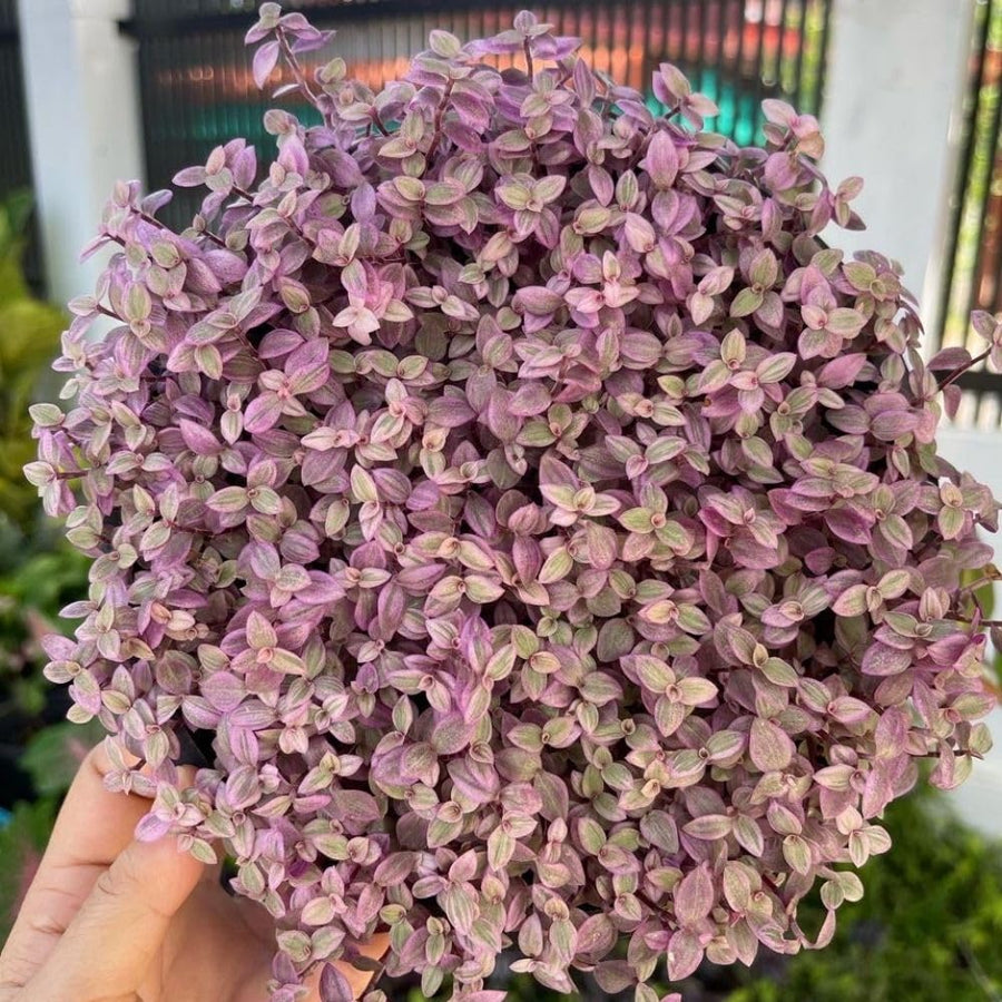 Pink Tradescantia Callisia Repens Plant, 2 Inch Pot, Pink Turtle Vine Succulent, Fully Rooted Live Houseplant for Indoor Planting