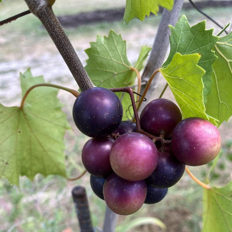 Sweet Muscadine Grape Vine Plant Live for Planting, Live Grape Tree, 4" Pot, Grape Fruit Tree for Planting