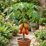 Dwarf Red Papaya Tree Live Plant 8-12 Inches, Sweet Papaya Plant Starter in Half Gal Pot, Ready to Grow, Outdoor Garden Planting