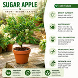 Sugar Apple Tree Live Plant, Sugar Apple Plant Live, 4-8 Inc Tall, 4 Inc Pot, Sweet Tropical Fruit Tree for Container and Outdoor Garden