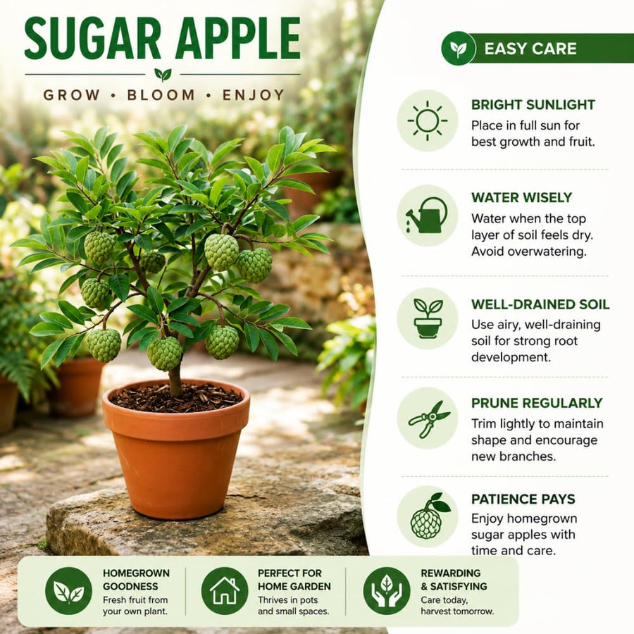 Sugar Apple Tree Live Plant, Sugar Apple Plant Live, 4-8 Inc Tall, 4 Inc Pot, Sweet Tropical Fruit Tree for Container and Outdoor Garden