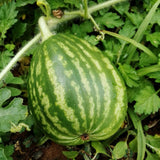 Pack of 50 Sugar Watermelon Seeds, Red Watermelon Live Plant, Sweet Fruit, Melon Seed for Outdoor Garden and Home Growing