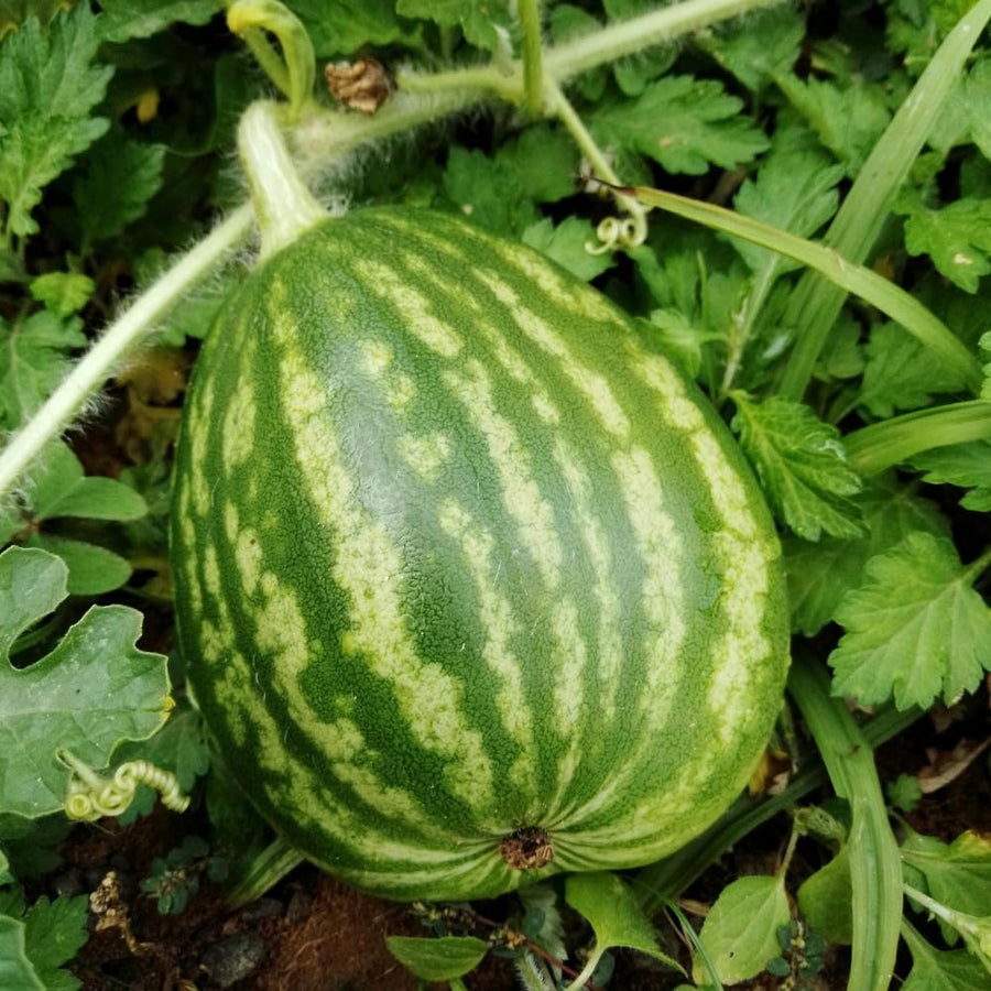 Pack of 50 Sugar Watermelon Seeds, Red Watermelon Live Plant, Sweet Fruit, Melon Seed for Outdoor Garden and Home Growing