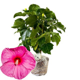 Hibiscus Flower Plant, Hibiscus Plants Live, Giant Rose, Zone 10 to 12, Size 5 to 7 Inch Tall