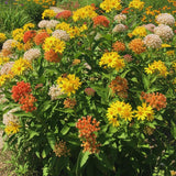 3 Live Milkweed Plants, Mix Asclepias Tuberosa Plant, Butterfly Milkweed Plants Live for Growing Indoor Outdoor