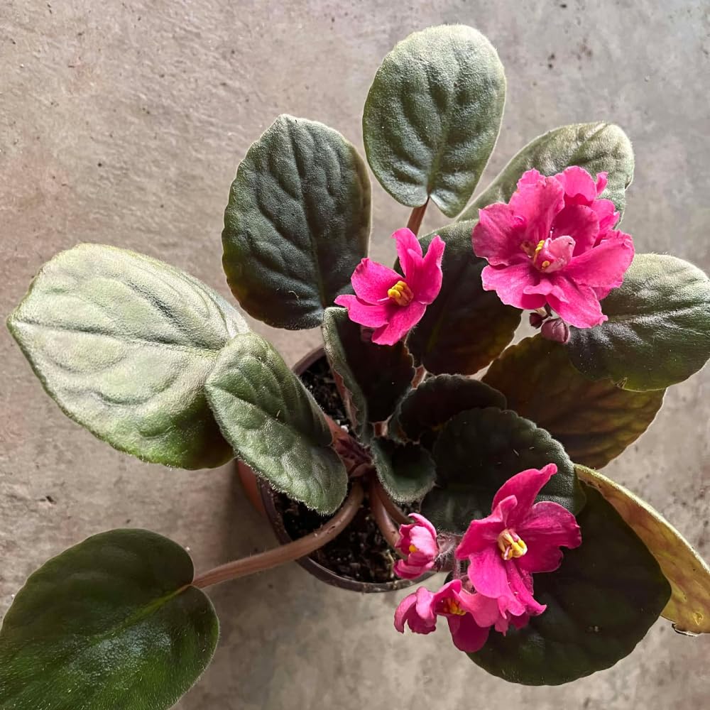 African Violets Live Plants, African Violet Plant Live in 4 Inches Pot, Violets Flowers Houseplant, 4-7 Inches Tall for Home Office Decor (Pink)