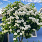 Live Snowball Viburnum Bush 4-7 Inch Tall in 2.5 Inch Pot, White Viburnum Tree, Hardy Flowering Shrub for Landscaping and Garden Borders