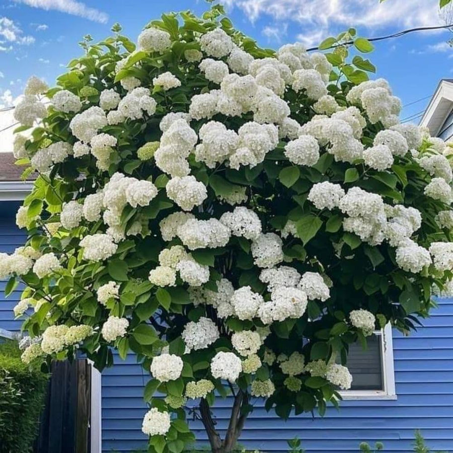 Live Snowball Viburnum Bush 4-7 Inch Tall in 2.5 Inch Pot, White Viburnum Tree, Hardy Flowering Shrub for Landscaping and Garden Borders
