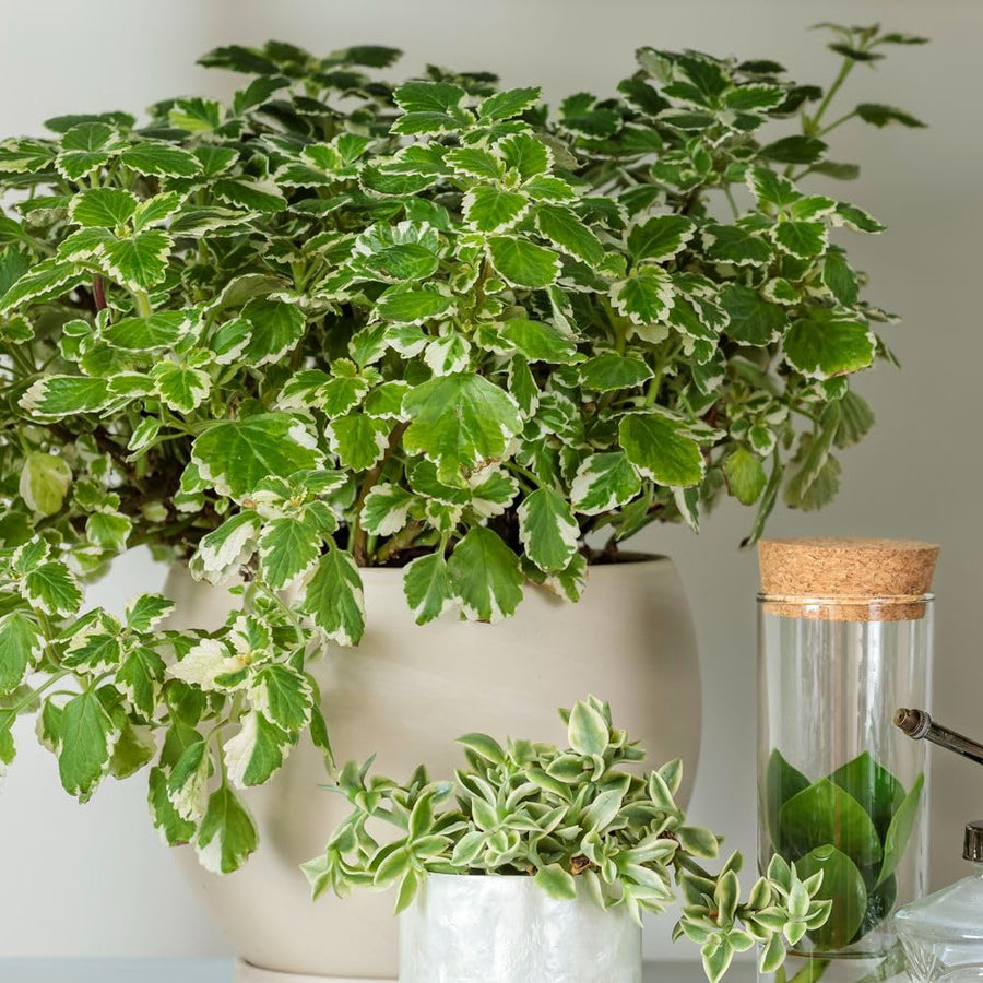2 Variegated Swedish Ivy Live Plants, 2" Pot Indoor Trailing Swedish Ivy Houseplant Home Garden