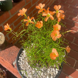 Oxalis Plant in 4'' Pot, 4-8'' Tall, Shamrock Flowers Plants, Perennial Flower Plants for Indoor and Outdoor Garden