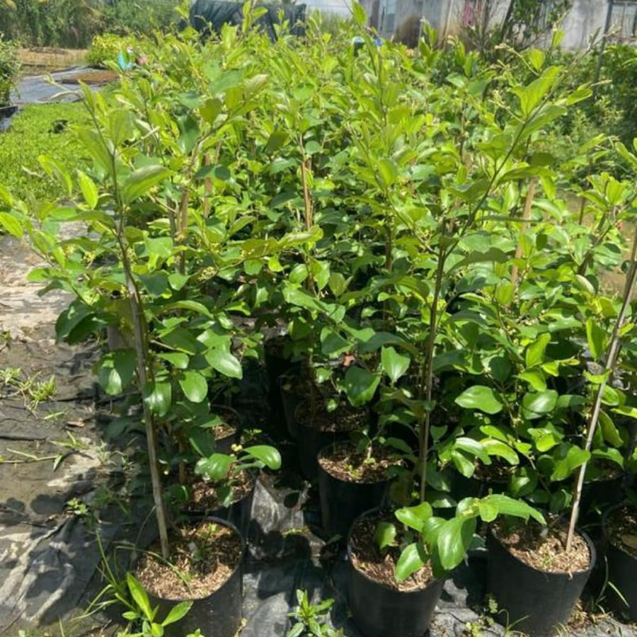 2 Yellow Delicious Apple Trees Live Plant, Apple Plant Live for Planting, 2 Feet Tall, Bareroots, Apple Tree Plant, Apple Fruit Tree