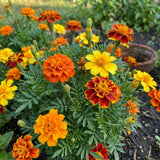 Set 2 French Marigolds Live Plants, Dwaft French Marigold Plants Live, 5-7 Inc Tall, Vibrant Flowering Plant for Indoor Outdoor Garden