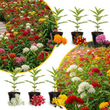 2 Mikweed Live Plants, Asclepias Tuberosa Perennial Flowers Plants, Tropical Butterfly Milkweeds 4-8 Inch for Outdoor Garden (Assorted)
