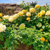 Yellow Roses Live Plants 7 Months Old, Rose Bushes Ready to Plant 5-9" Tall, Very Fragrant, Can Grow As Climber or Bush Tree or Trellises, Walls, Fences