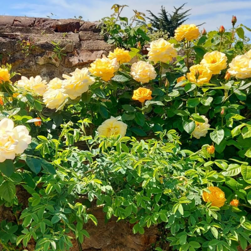 Yellow Roses Live Plants 7 Months Old, Rose Bushes Ready to Plant 5-9" Tall, Very Fragrant, Can Grow As Climber or Bush Tree or Trellises, Walls, Fences
