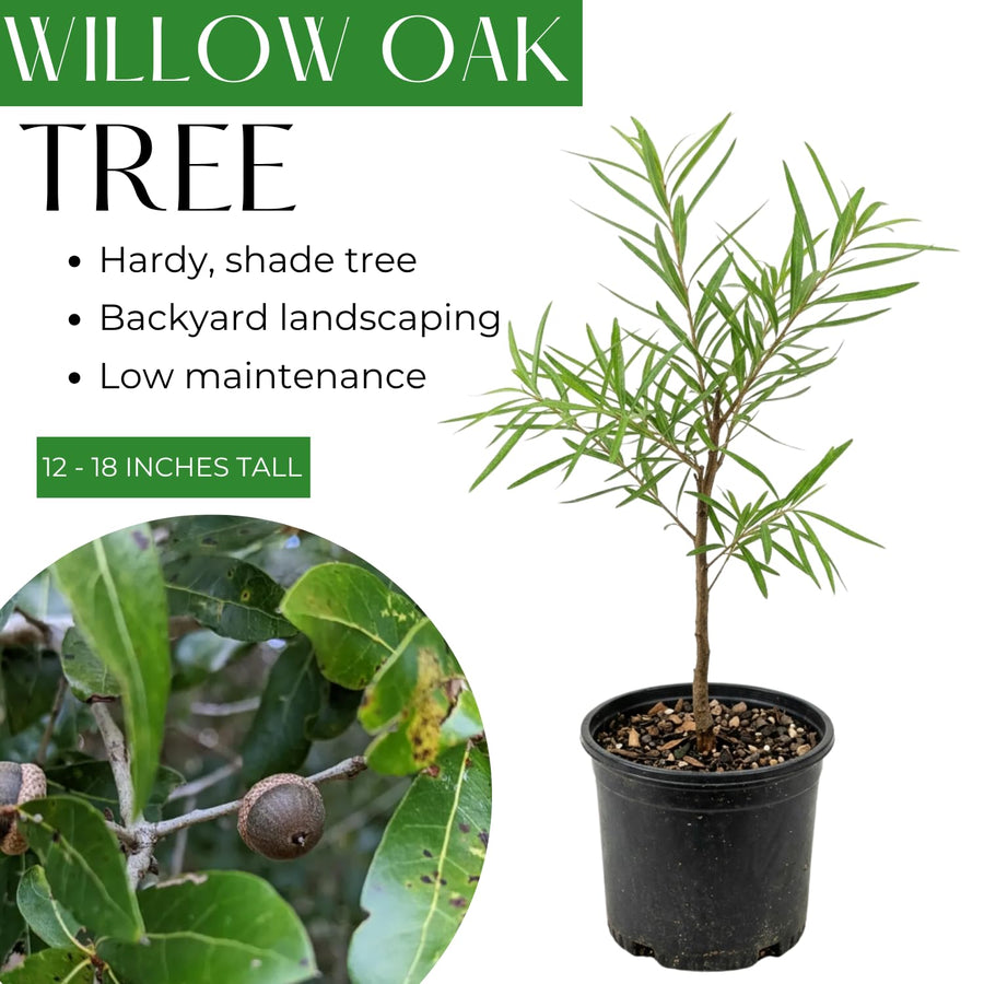 2 Willow Oak Tree Live Plants, 12–18 Inch Tall Oak Tree, Hardy Shade Tree for Outdoor Garden or Landscape