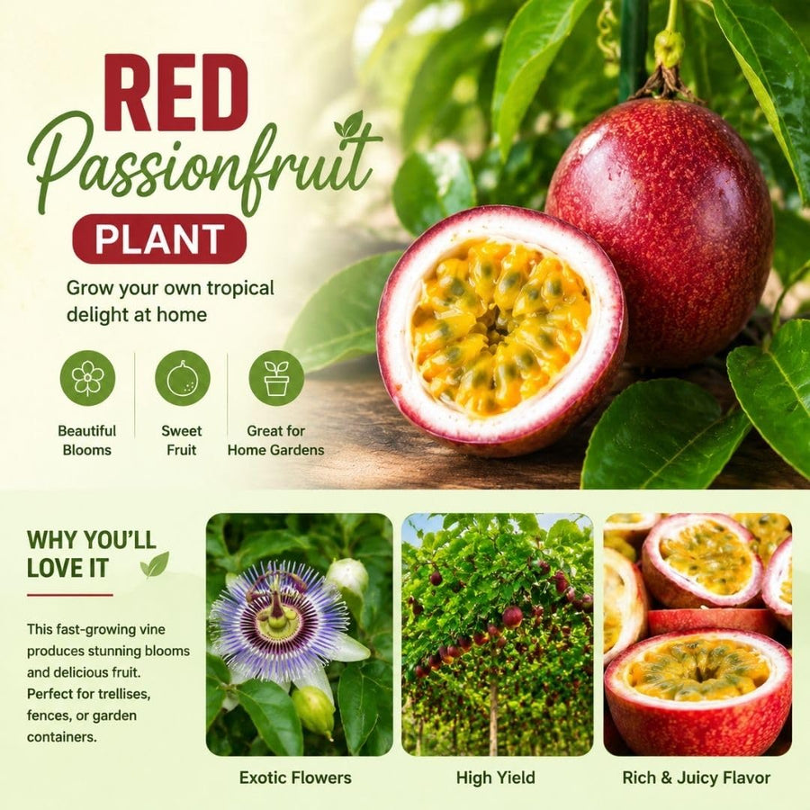 Red Passion Fruit Plant Live 4-7" Height, Tropical Passion Fruit Vine Plants, Well Rooted Plant for Outdoor Planting