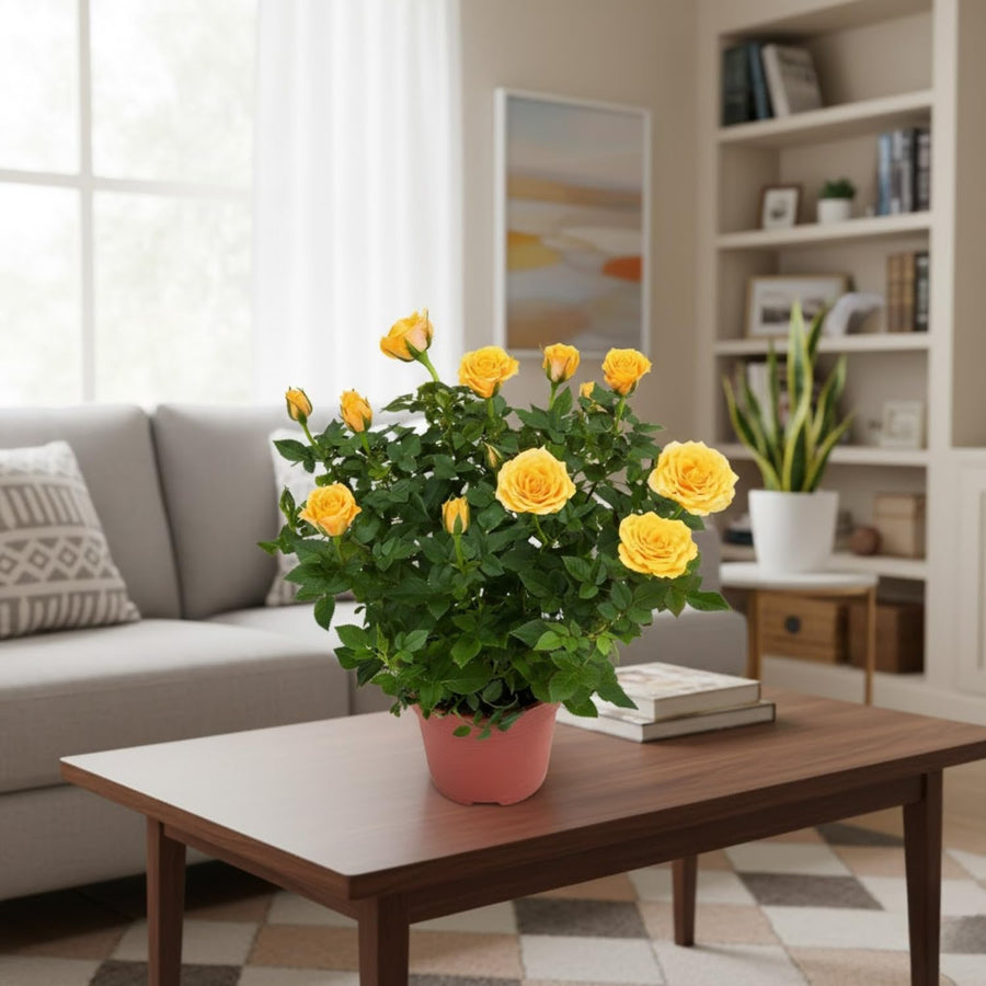 Mini Rose Bush, Miniature Rose Flowers in 3'' Pot, Compact Flowering Rose for Indoor Outdoor Gardens and Containers (Yellow Roses)