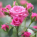 TANKDA Mini Rose Bush, Miniature Rose Flowers in 3'' Pot, Compact Flowering Rose for Indoor Outdoor Gardens and Containers (Pink Roses)