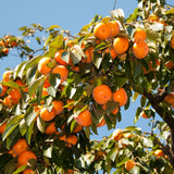 Pack 4 Seedlings of Persimmon Trees Live Plants Dormant, High Yield, 6-12" in Tall, Well Rooted and Bare Root, Cold Hardy American Persimmon
