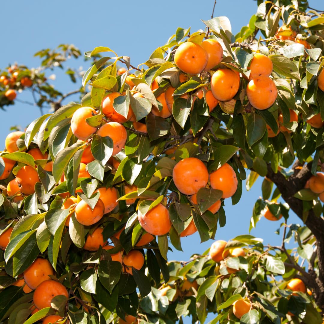 Pack 4 Seedlings of Persimmon Trees Live Plants Dormant, High Yield, 6-12" in Tall, Well Rooted and Bare Root, Cold Hardy American Persimmon