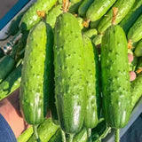 400 Green Cucumber Seeds for Planting, Cucumber Vegetable Plant Seeds Garden