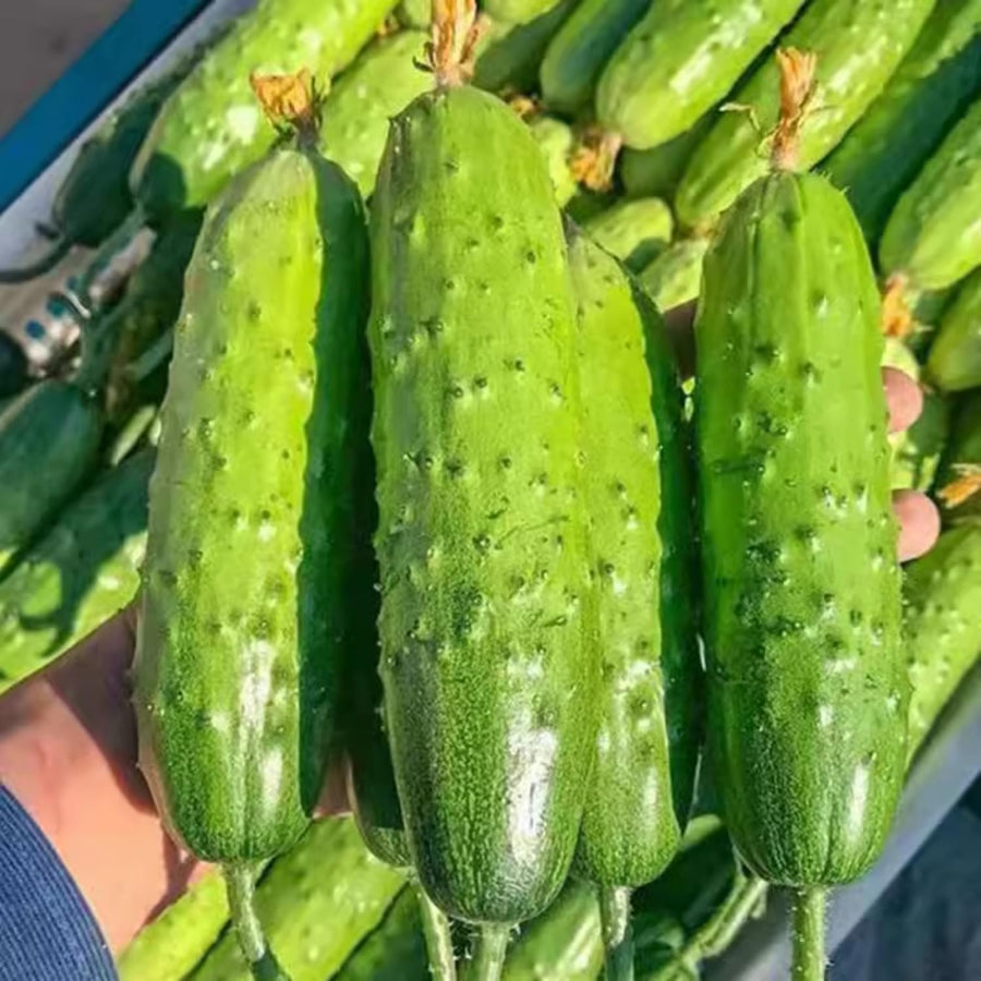 400 Green Cucumber Seeds for Planting, Cucumber Vegetable Plant Seeds Garden
