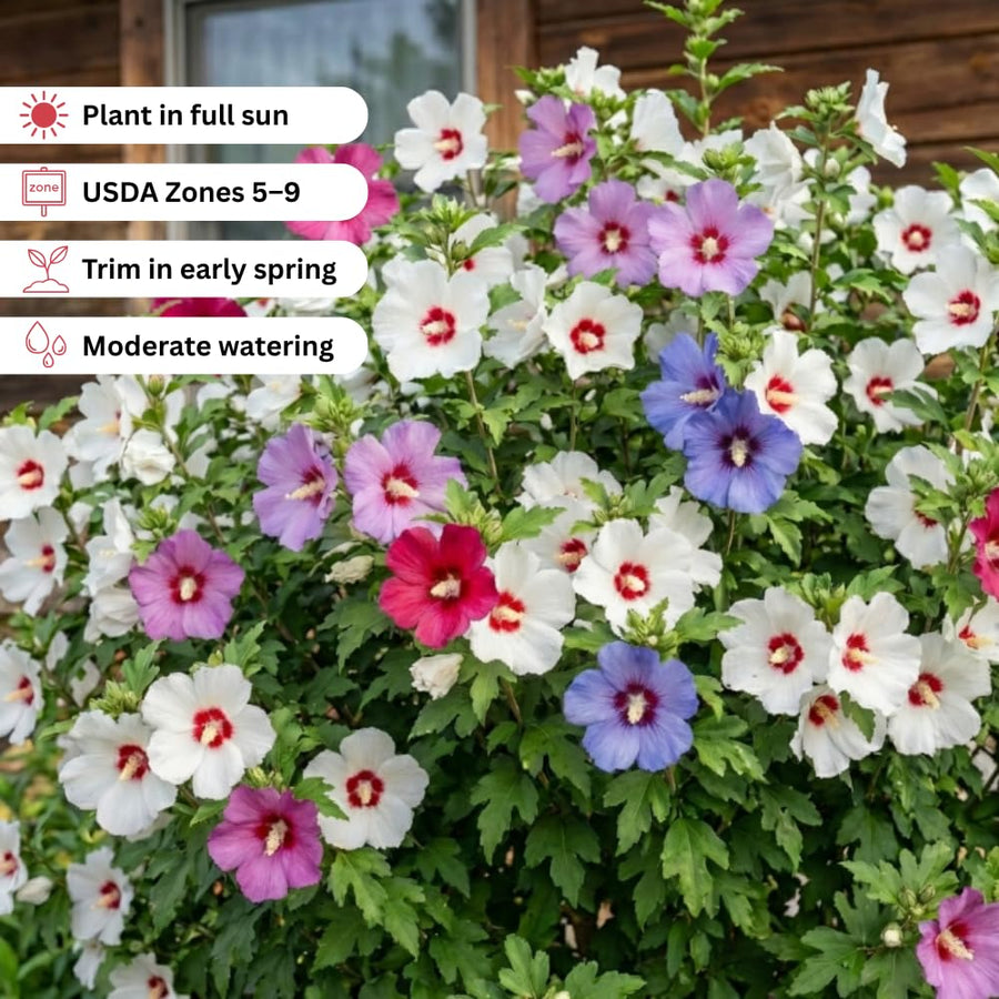 Set 5 Rose of Sharon Bare Roots Plant, Assorted Rose of Sharon Tree Live Plant, 1-2 Feet Tall Bare Roots, Hardy Althea Flowers for Indoor Outdoor Planting