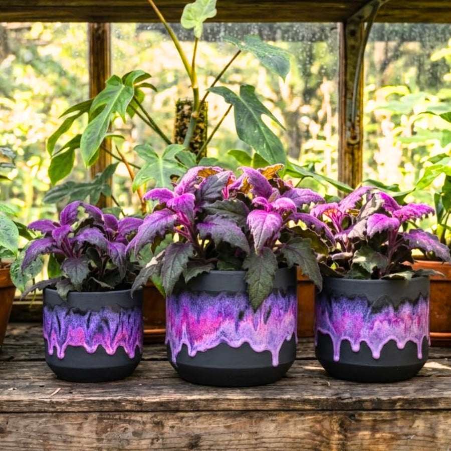 Gynura Aurantiaca Purple Passion Velvet Plant, Gynura Plant Live, Rare Houseplant for Outdoor Indoor Growing, 4 Inc Pot, 4-6 Inc Tall