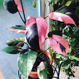 Set 2 Princess Philodendron Live Plants, Rare Variegated Tropical Houseplants, 5-8 Inch Tall Indoor Foliage (Pink Philodendron)