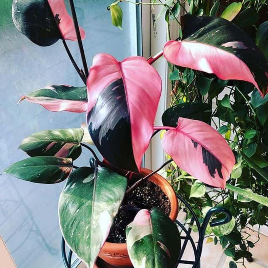 Set 2 Princess Philodendron Live Plants, Rare Variegated Tropical Houseplants, 5-8 Inch Tall Indoor Foliage (Pink Philodendron)