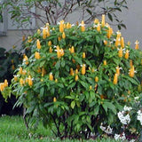 2 Shrimp Plants Live, Live Shrimp Plant for Garden, 5 to 7 Inc Tall (Yellow)