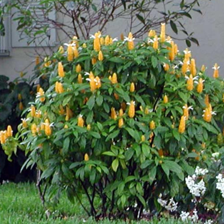 2 Shrimp Plants Live, Live Shrimp Plant for Garden, 5 to 7 Inc Tall (Yellow)