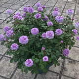 Mini Rose Bush, Miniature Rose Flowers in 3'' Pot, Compact Flowering Rose for Indoor Outdoor Gardens and Containers