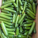60 Smooth Cucumber Seeds for Planting, Cucumber Vegetable Seeds for Outdoor Growing