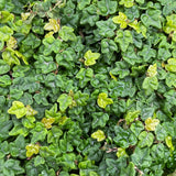 Succulent Plant Live, Trailing Houseplant, Indoor Green Foliage Plant in 4 Inch Pot (String of Frogs)
