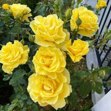 Mini Rose Bush, Miniature Rose Flowers in 3'' Pot, Compact Flowering Rose for Indoor Outdoor Gardens and Containers (Yellow Roses)