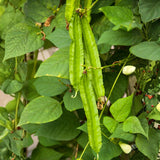 25 Winged Bean Seeds, Climbing Vegetable Vine Seeds, Tropical Garden Seeds for Trellis and Outdoor Growing